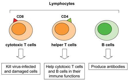 A Diagram Showing The Three Types Of Lymphocytes Involved In The Immune Response Against