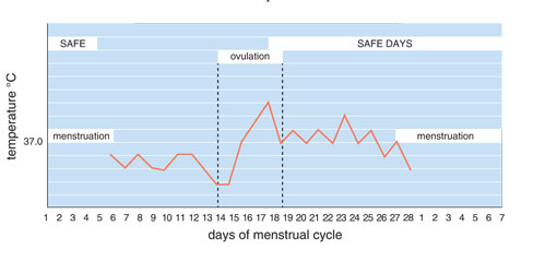 Menstrual Cycle Body Temperature Chart
