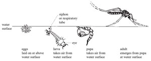 culex mosquito life cycle